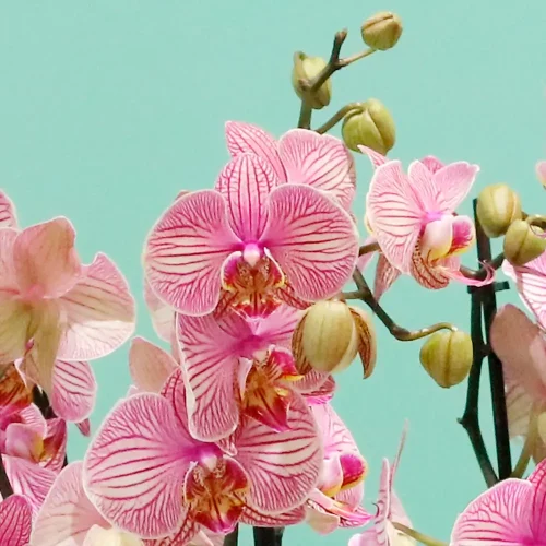 Shining Orchids(شينينج أركيد)