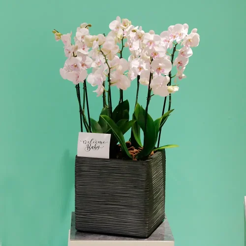 Flawless Orchid(أوركيد فلوليس)