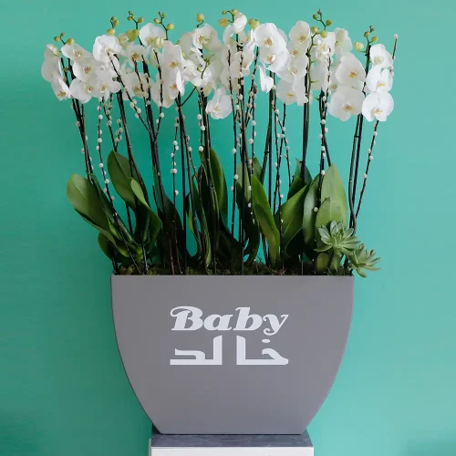 Orchid for Baby(أركيد فور بابي)