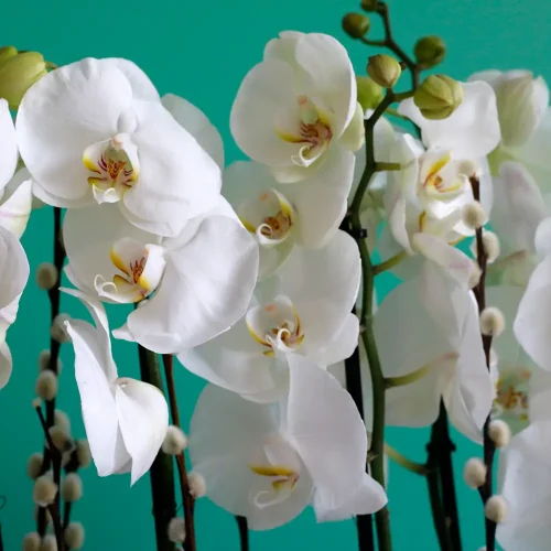 Orchid for Baby(أركيد فور بابي)