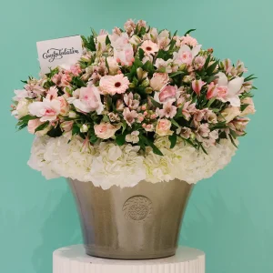 Congrats Blossom(كونغرث بلسم)