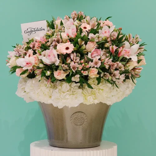 Congrats Blossom(كونغرث بلسم)