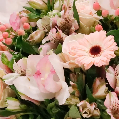 Congrats Blossom(كونغرث بلسم)