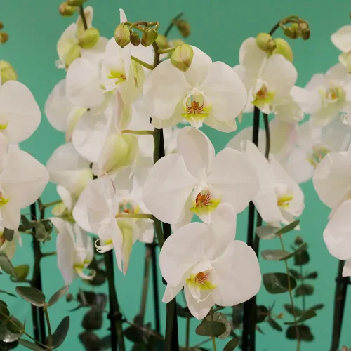 Orchid Well(أركيد ول)