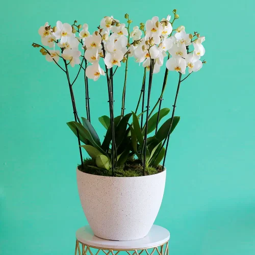 Orchid Shadow(أركيد شدو)