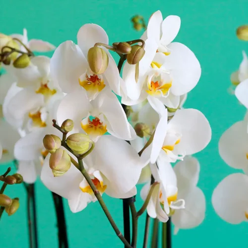 Orchid Shadow(أركيد شدو)