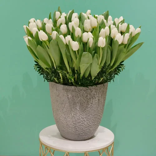 Tulip Lover 1(عاشق التوليب 1)