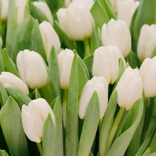 Tulip Lover 1(عاشق التوليب 1)