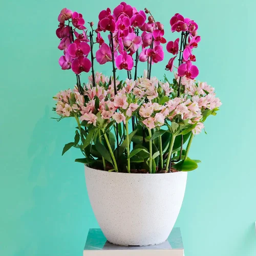 Orchid Shadow-3(أركيد شدو-3)