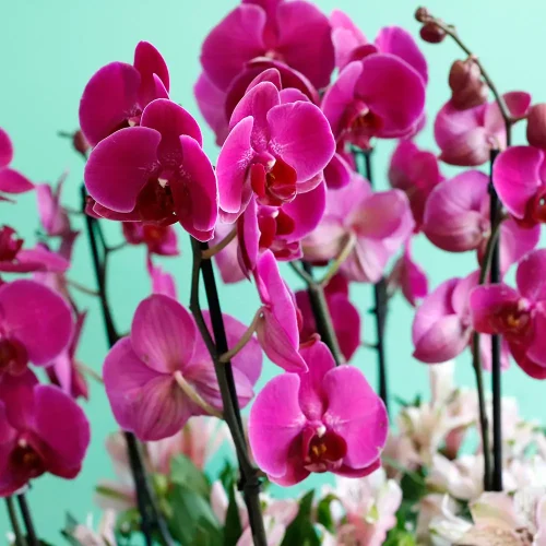 Orchid Shadow-3(أركيد شدو-3)