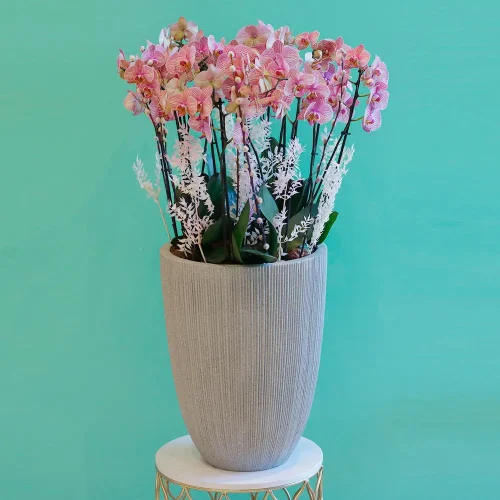 Happy Peach Orchids ( حبي بيش أوركيد )