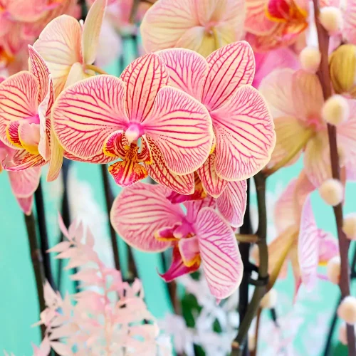Happy Peach Orchids ( حبي بيش أوركيد )