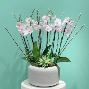 Professional Look(بروفيشنل لوك)