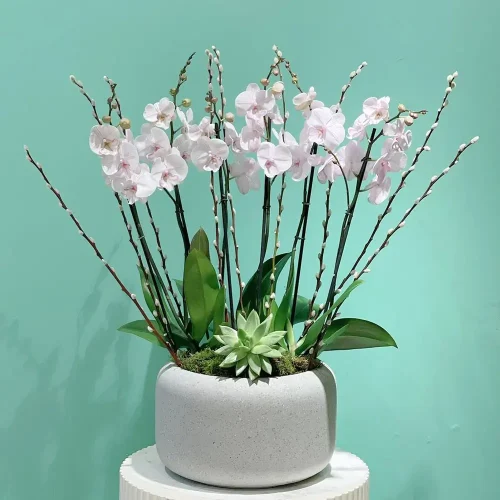 Professional Look(بروفيشنل لوك)