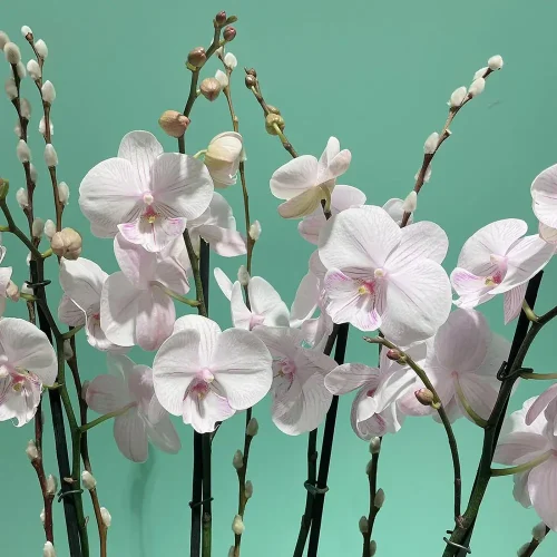 Professional Look(بروفيشنل لوك)