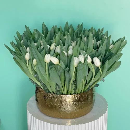 Luxury Tulips(لكسر تلبس)