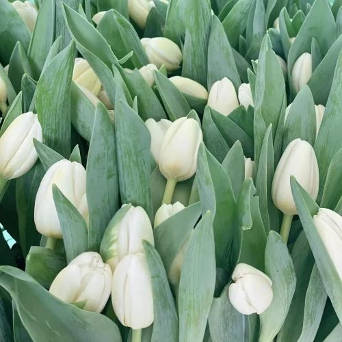 Luxury Tulips(لكسر تلبس)