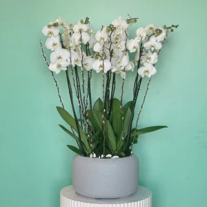 Professional Look-1(بروفيشنل لوك-1)