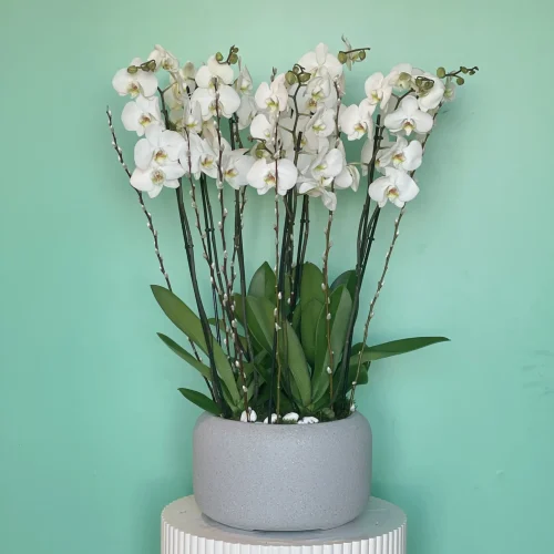 Professional Look-1(بروفيشنل لوك-1)