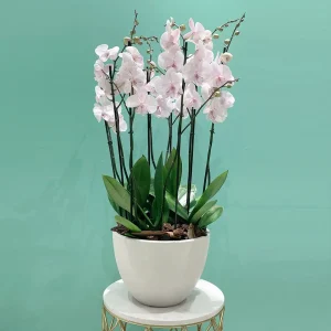 Simple Lite Pink(سيمبل ليت بينك)