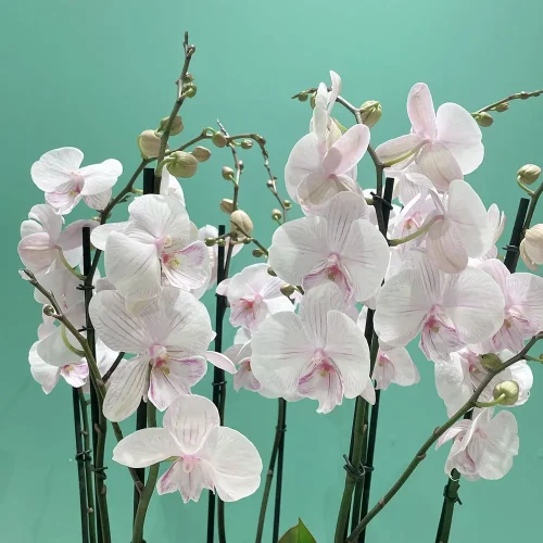 Simple Lite Pink(سيمبل ليت بينك)