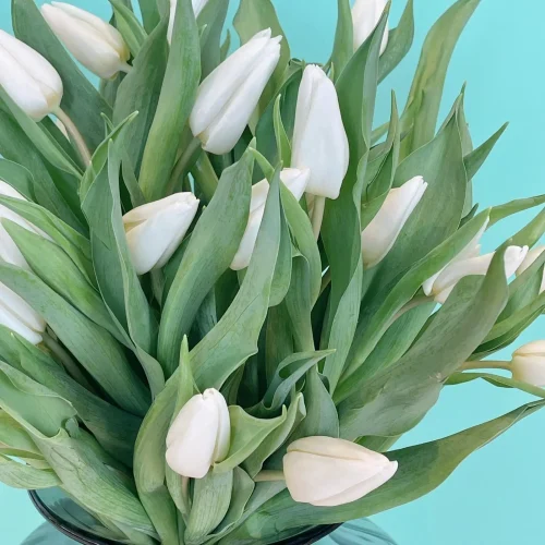 Luxury Tulips-1(لكسر تلبس-1)