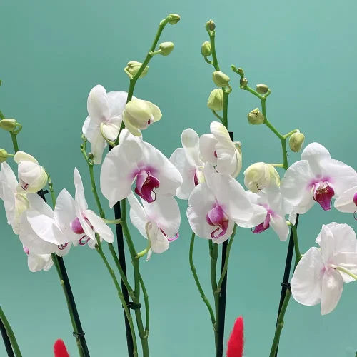 Classic Red Lips-4(كلاسيك رد لبس-4)