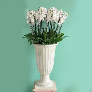 Shining Orchids (شينينج أركيد)