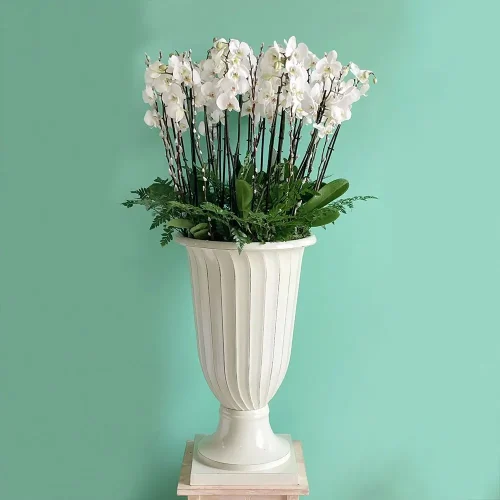 Shining Orchids (شينينج أركيد)