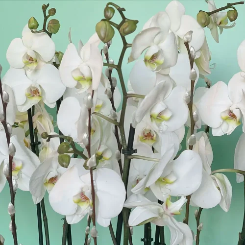 Shining Orchids (شينينج أركيد)
