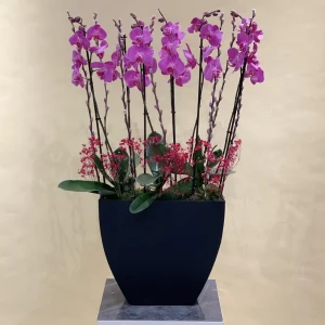 Love in Purple Orchid(لف إن بوربل أركيد)