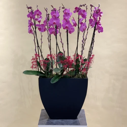 Love in Purple Orchid(لف إن بوربل أركيد)