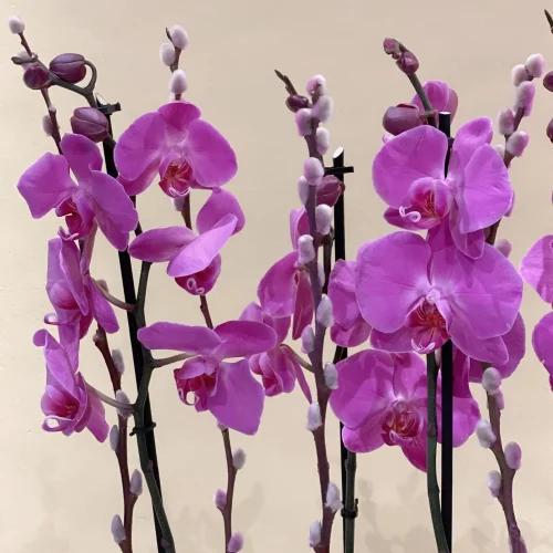 Love in Purple Orchid(لف إن بوربل أركيد)