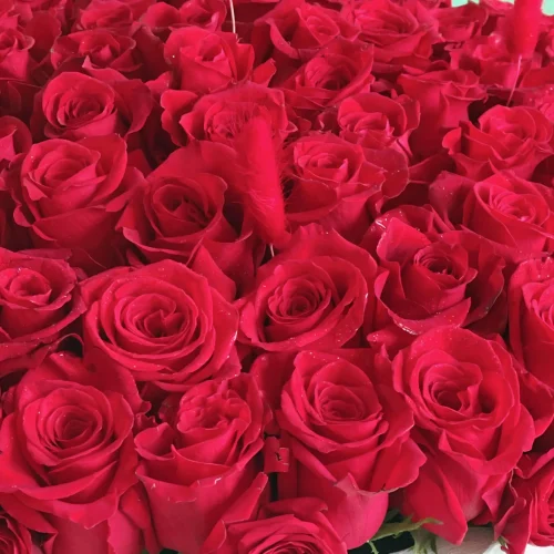 Love with Rose(لف ويت روس)