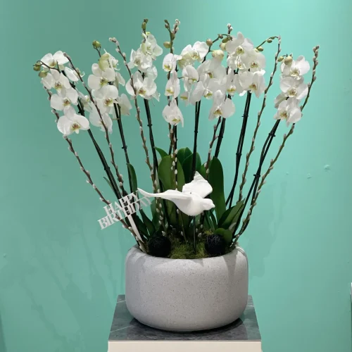 surprising  white Orchid(سربرسنج وهيت أركيد)