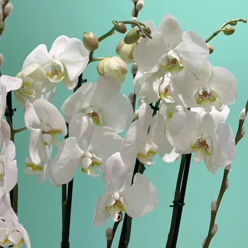 surprising  white Orchid(سربرسنج وهيت أركيد)