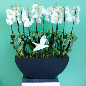 simple Orchids(الأوركيد البسيطة)