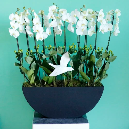 simple Orchids(الأوركيد البسيطة)