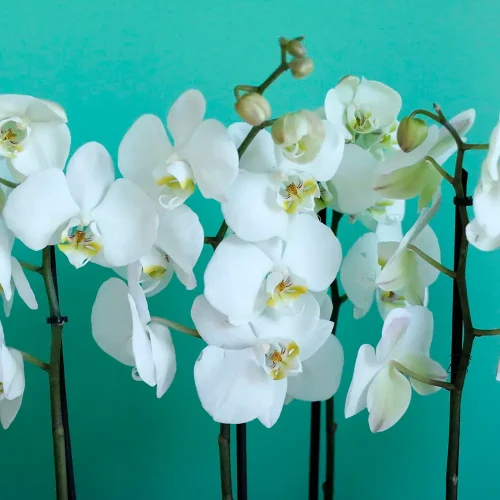 simple Orchids(الأوركيد البسيطة)