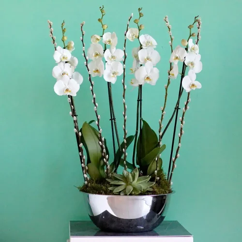 elite orchid(الإتي أركيد)