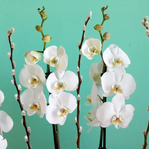 White Moon Paradise(جنة القمر الأبيض)