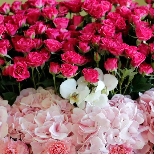 Pink Shadow (ظل وردي)