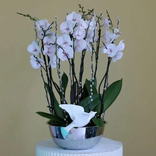 Shadow Lite Pink(شدو ليت بينك)