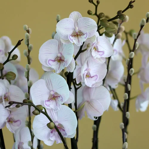 Shadow Lite Pink(شدو ليت بينك)