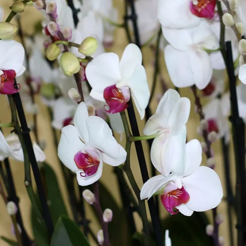 Classic Red Lips-5(كلاسيك رد لبس-5)