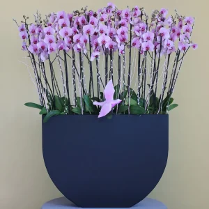 Luxury Pink(لكسر بينك)