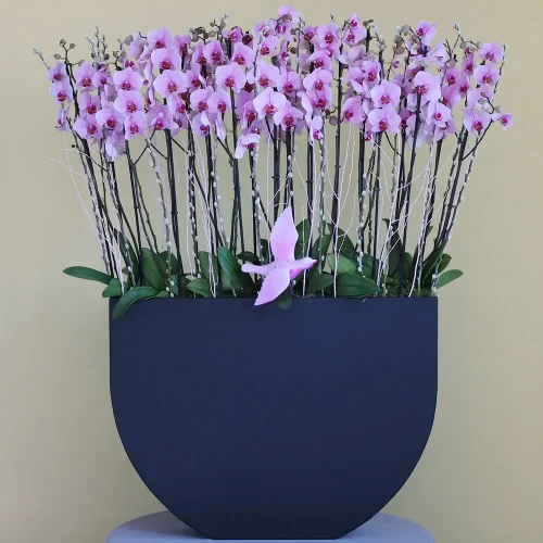 Luxury Pink(لكسر بينك)