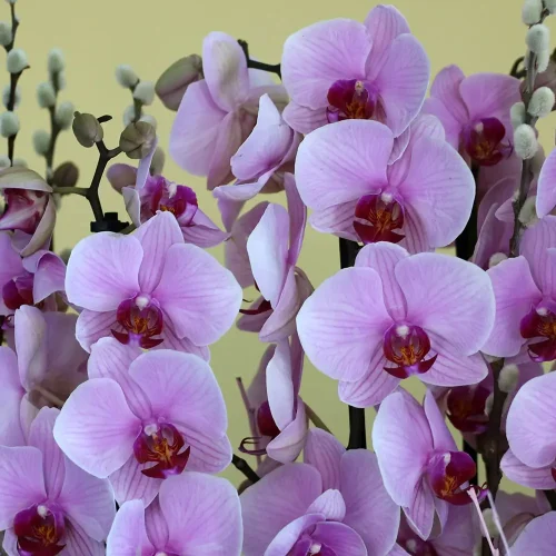 Luxury Pink(لكسر بينك)