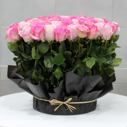 Pink Roses SF(بينك رسيس صف)