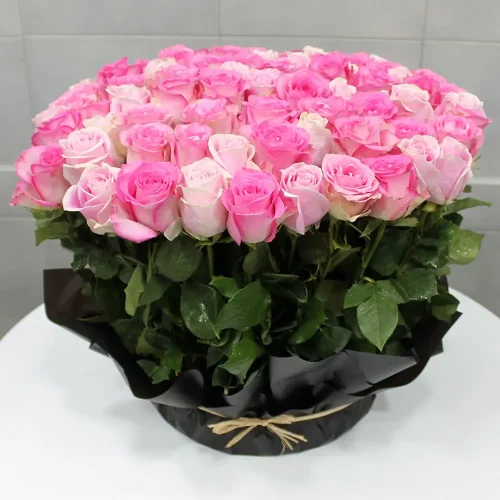 Pink Roses SF(بينك رسيس صف)